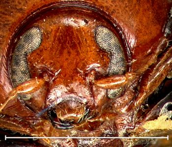 Media type: image; Entomology 9297   Aspect: head frontal view